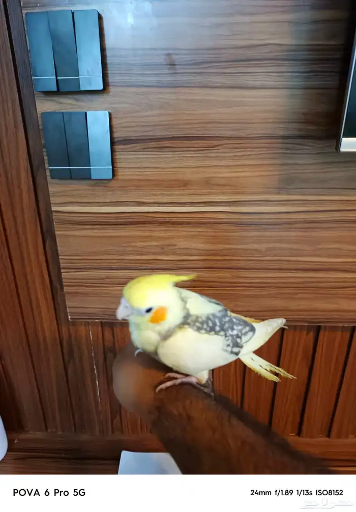 للبيع كروان اليف 3