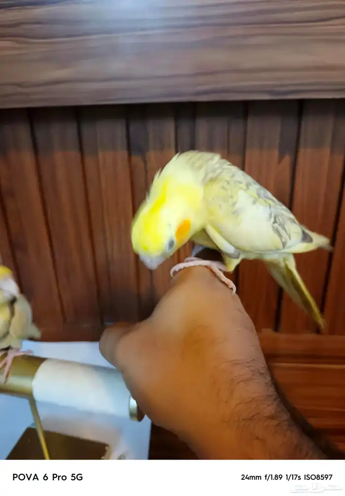 للبيع كروان اليف 1