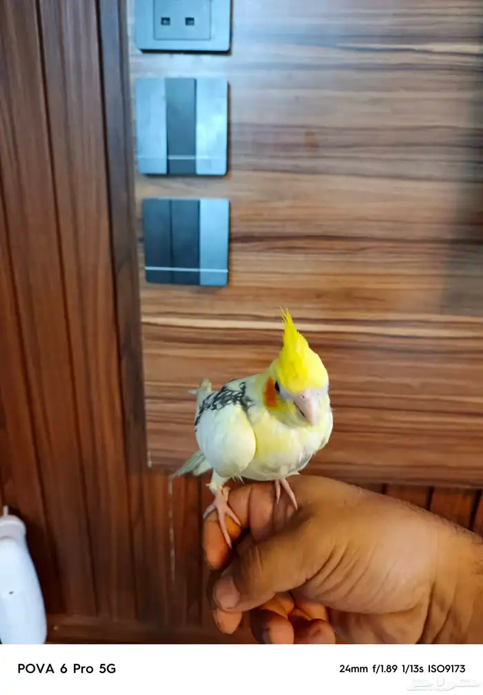 للبيع كروان اليف 2