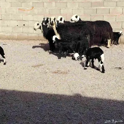نجد العدد 6 حدرهن 6 سن بداية سدس ديد سلم حليب وفر 0