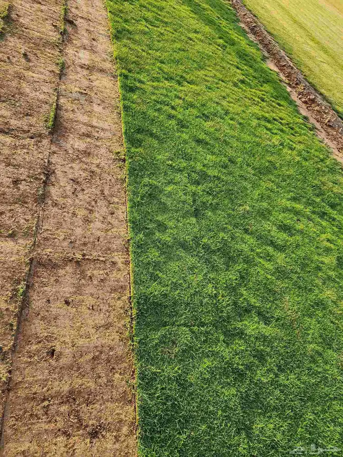 ثيل طبيعي(نجيله) C2000 درجة أولى صافي 9