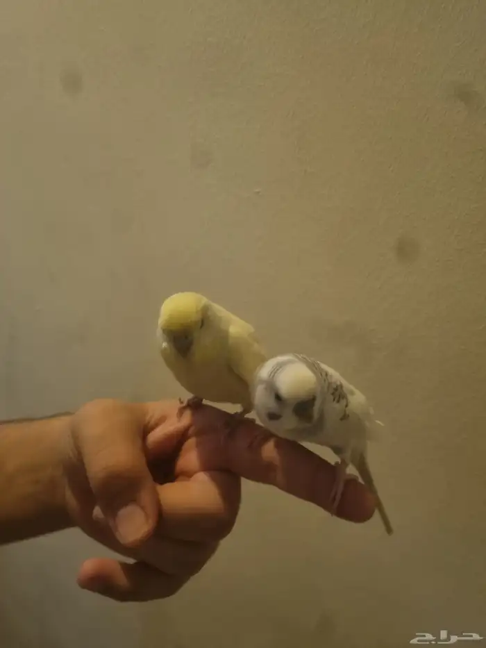 زوج بادجي و ذكر فيشر للبيع 1