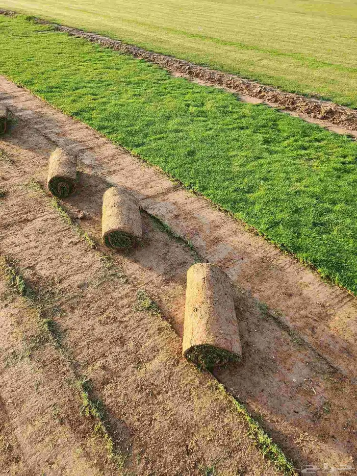 ثيل طبيعي(نجيله) C2000 درجة أولى صافي 3