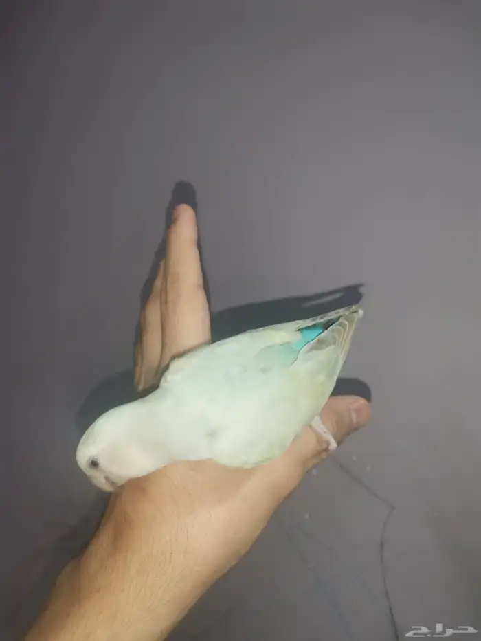 زوج روز للبيع العاجل 4
