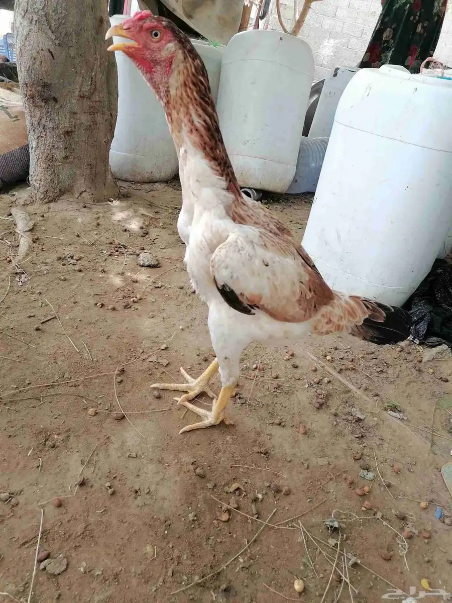 جوز شامو ياباني 4