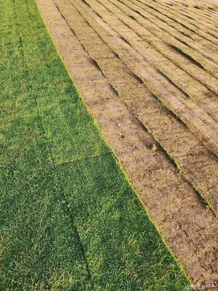 ثيل طبيعي(نجيله) C2000 درجة أولى صافي 5