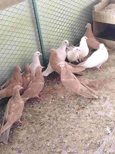 طبات حمام مصري 0