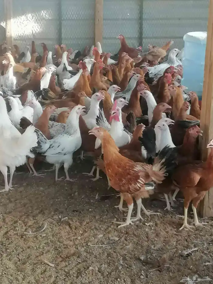 دجاج بلدي وديوك 4