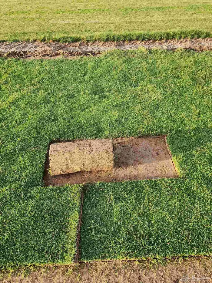 ثيل طبيعي(نجيله) C2000 درجة أولى صافي 1