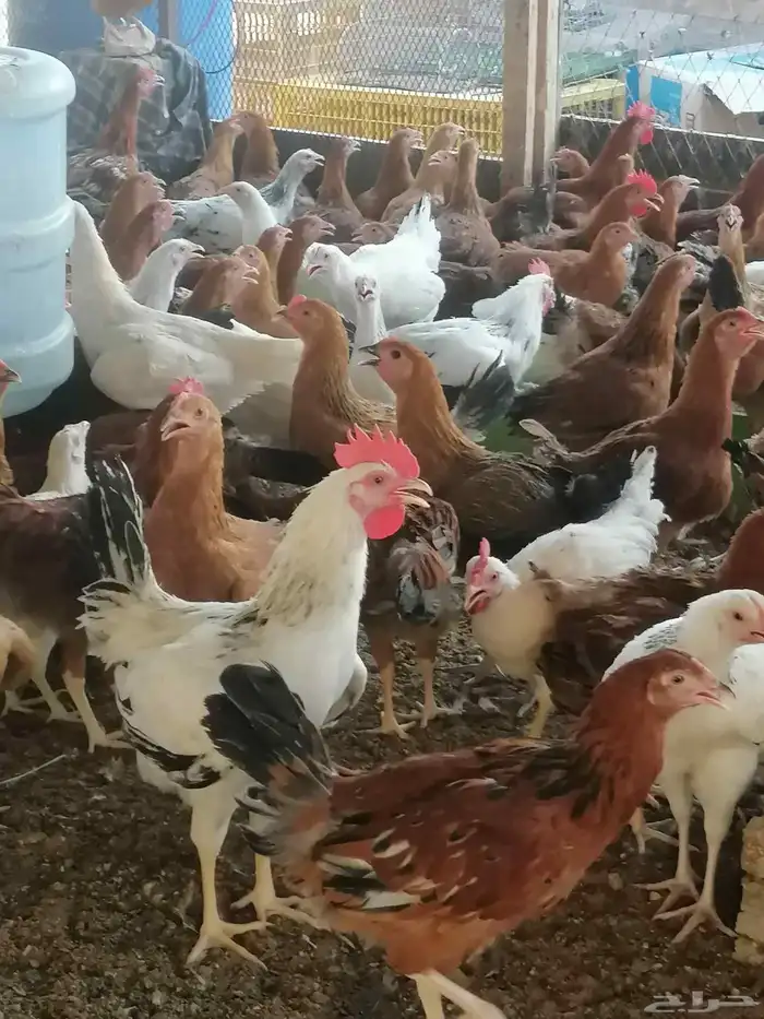 دجاج بلدي وديوك 1
