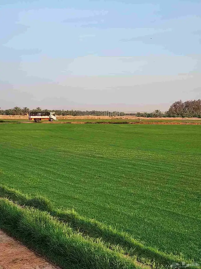 ثيل طبيعي(نجيله) C2000 درجة أولى صافي 7