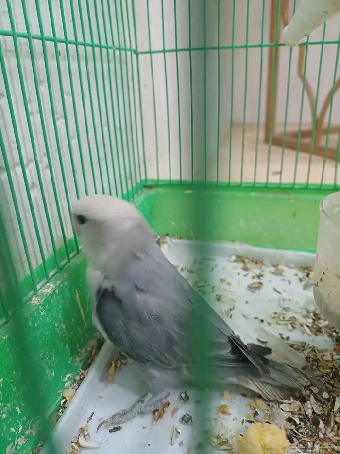 روز (( تم البيع )) 2