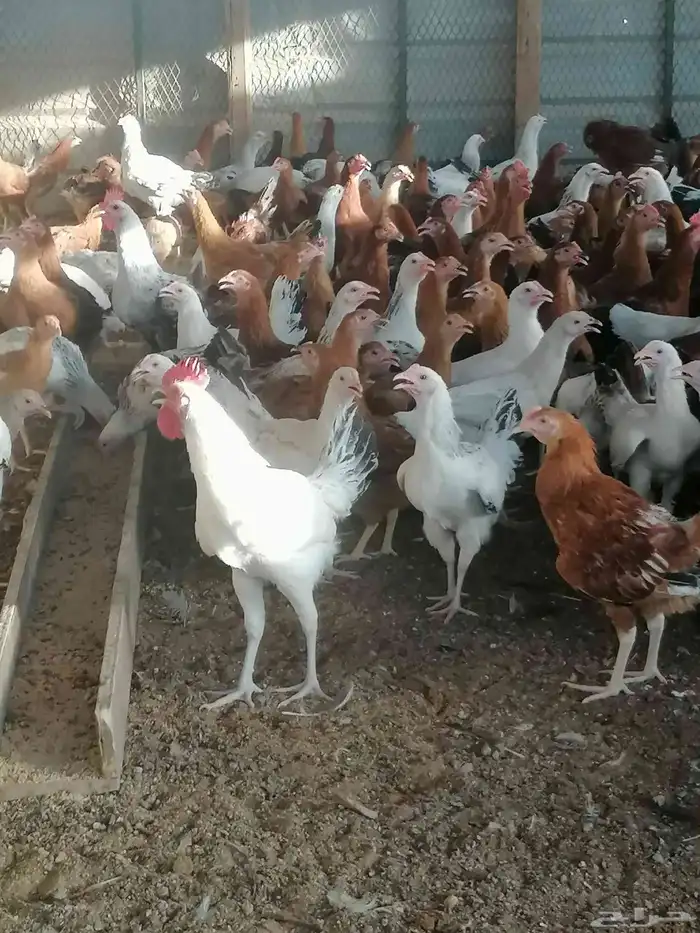دجاج بلدي وديوك 3
