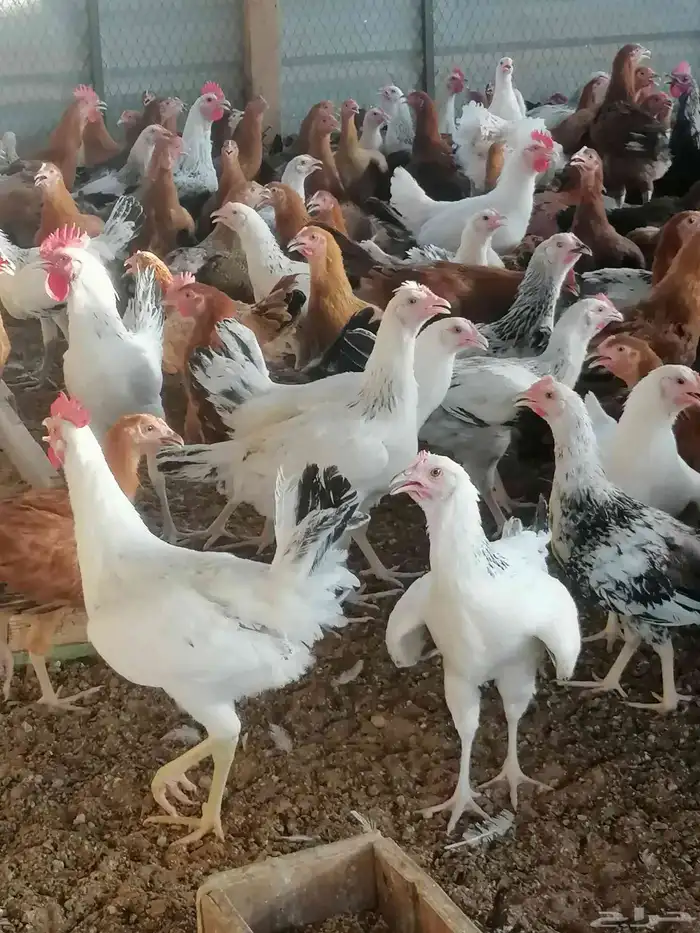 دجاج بلدي وديوك 2