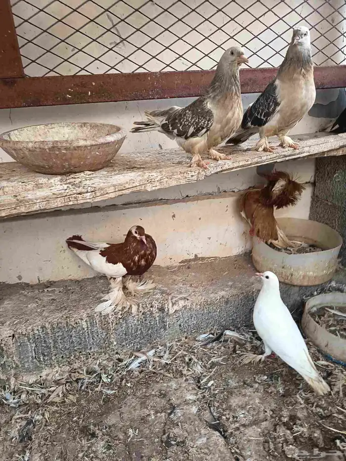 حمام زينه 5