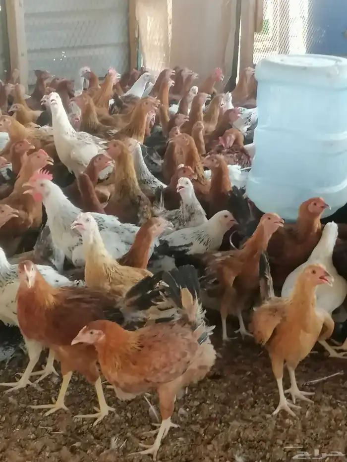 دجاج بلدي وديوك 0
