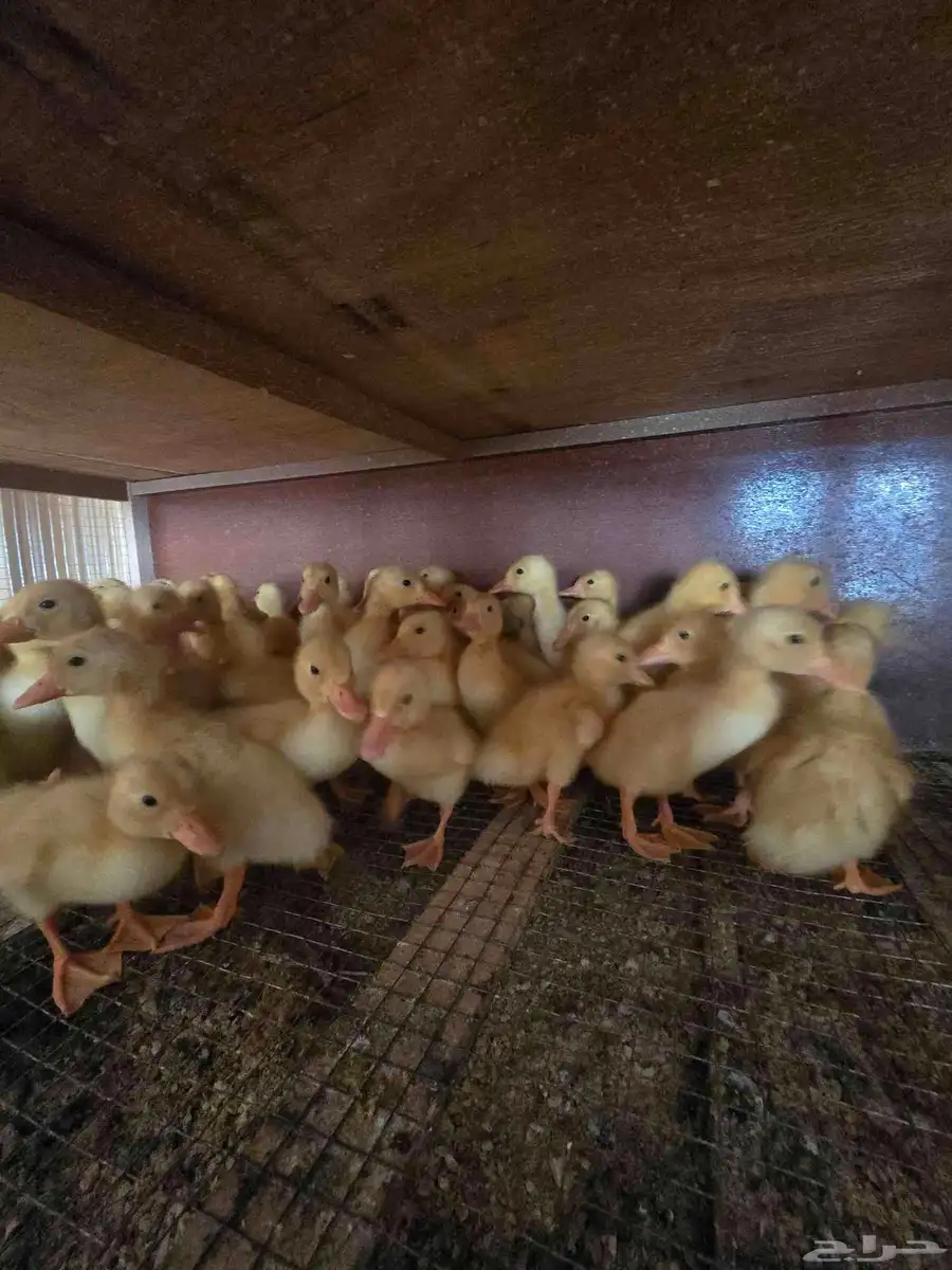 صوص بط بكيني وبلدي للبيع 1
