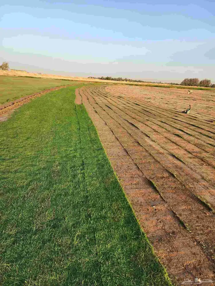 ثيل طبيعي(نجيله) C2000 درجة أولى صافي 6