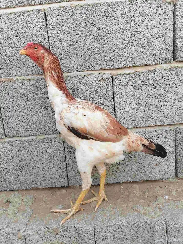 جوز شامو ياباني 2