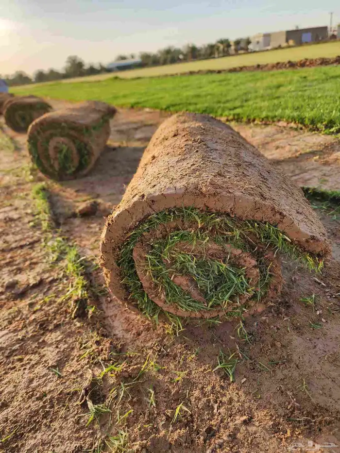 ثيل طبيعي(نجيله) C2000 درجة أولى صافي 0