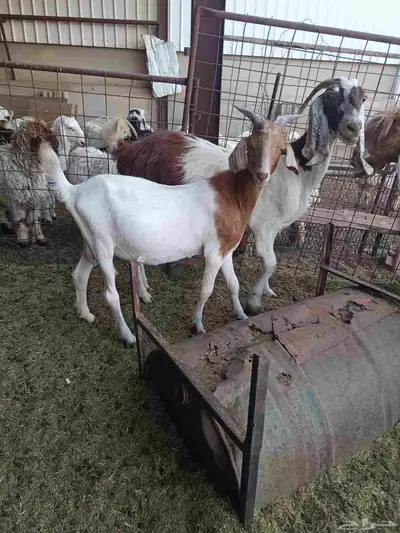 تيوس حليب للبيع 1