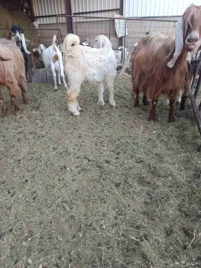 تيوس حليب للبيع 0