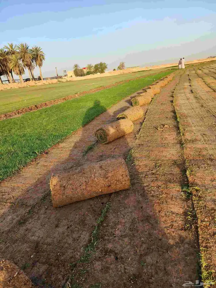 ثيل طبيعي(نجيله) C2000 درجة أولى صافي 2