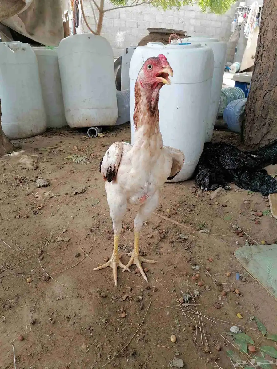 جوز شامو ياباني 3