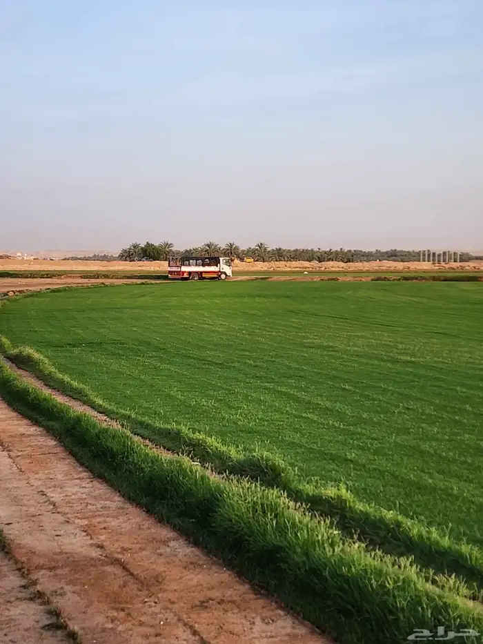 ثيل طبيعي(نجيله) C2000 درجة أولى صافي 8