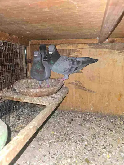 زواجل حضانات 1