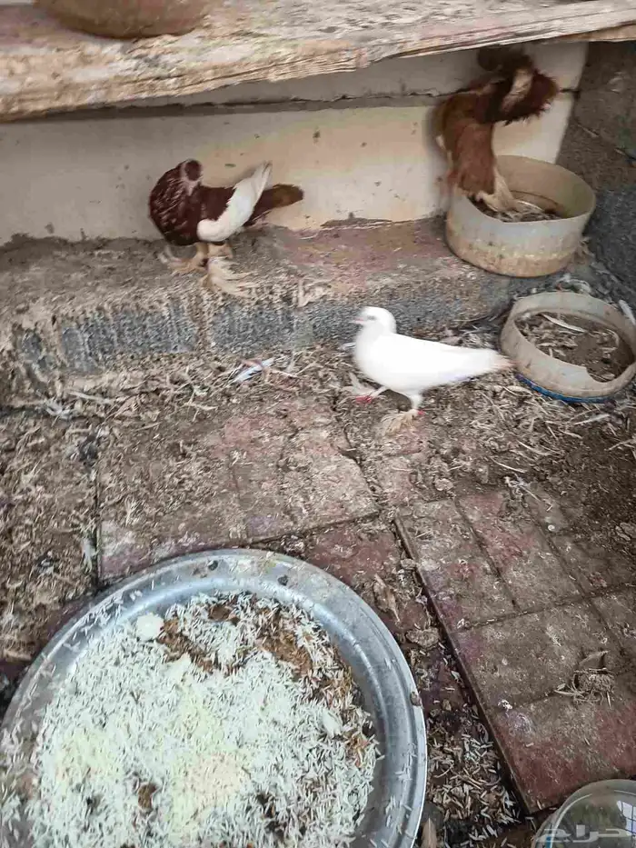 حمام زينه 7