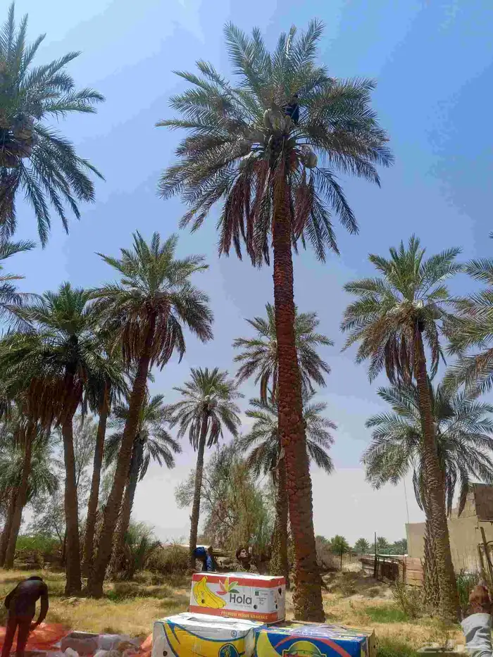 سلام عليكم يوجد عمال خراف صرام نقوم بجميع اعمال انخيل 2