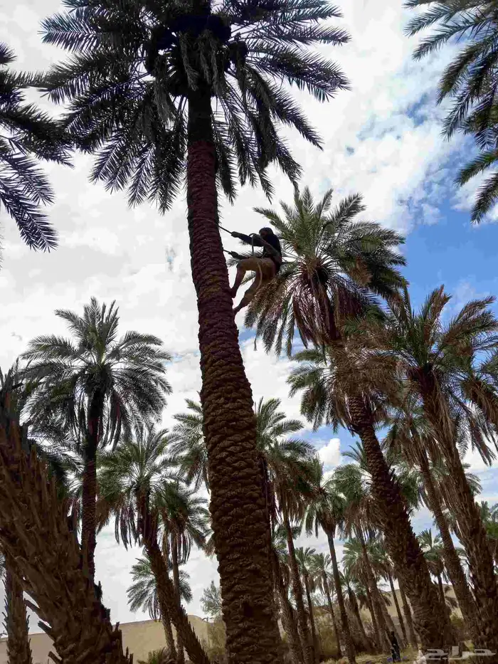 سلام عليكم يوجد عمال خراف صرام نقوم بجميع اعمال انخيل 0