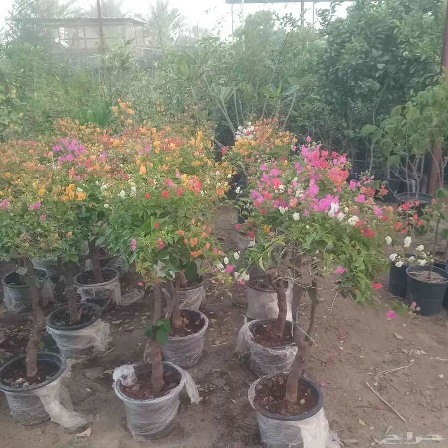 مشتل وادي اراك الزراعيه 3