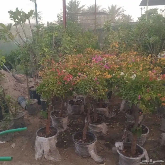 مشتل وادي اراك الزراعيه 4