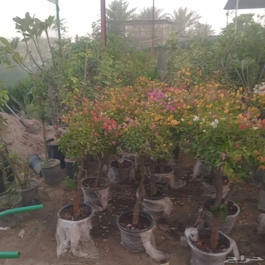 مشتل وادي اراك الزراعيه 4