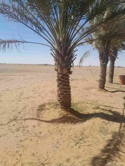 نخل حلوه رميثي 1