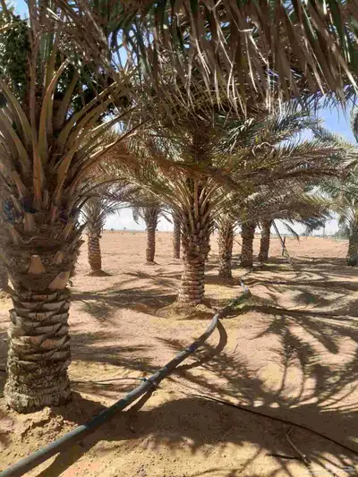 نخل حلوه رميثي 4