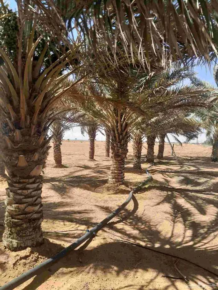 نخل حلوه رميثي 4
