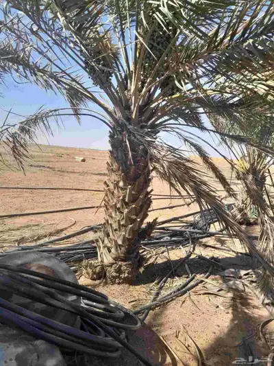 نخل حلوه رميثي 3