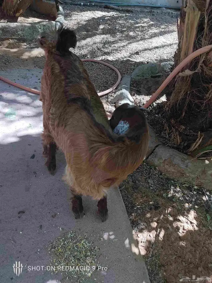 جفره للبيع 2