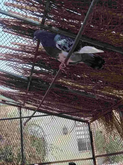 حمام مالطي مصري 4