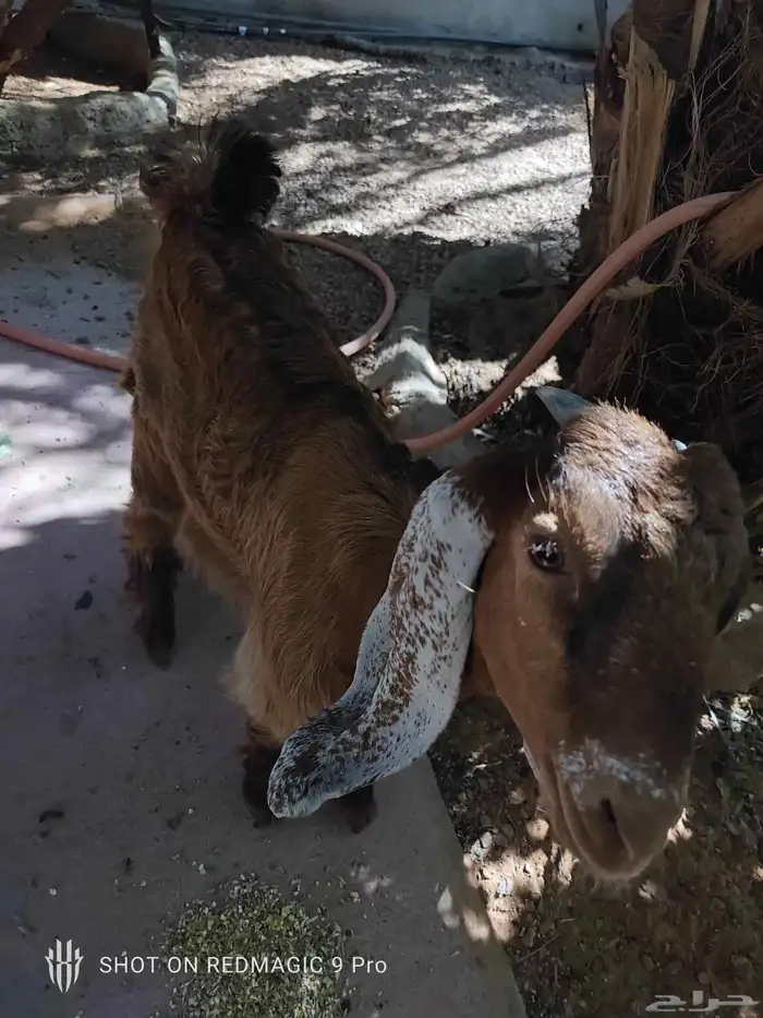 جفره للبيع 1