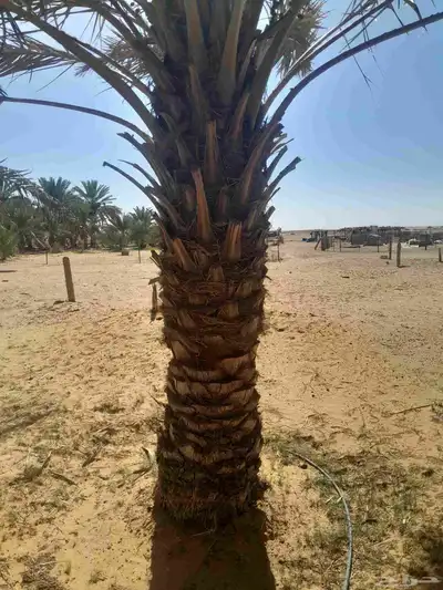 نخل حلوه رميثي 7