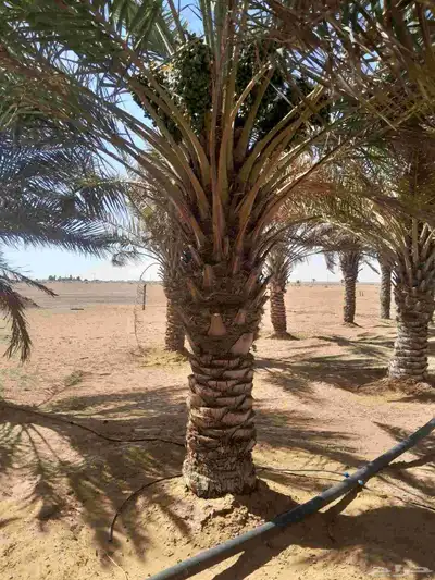 نخل حلوه رميثي 5