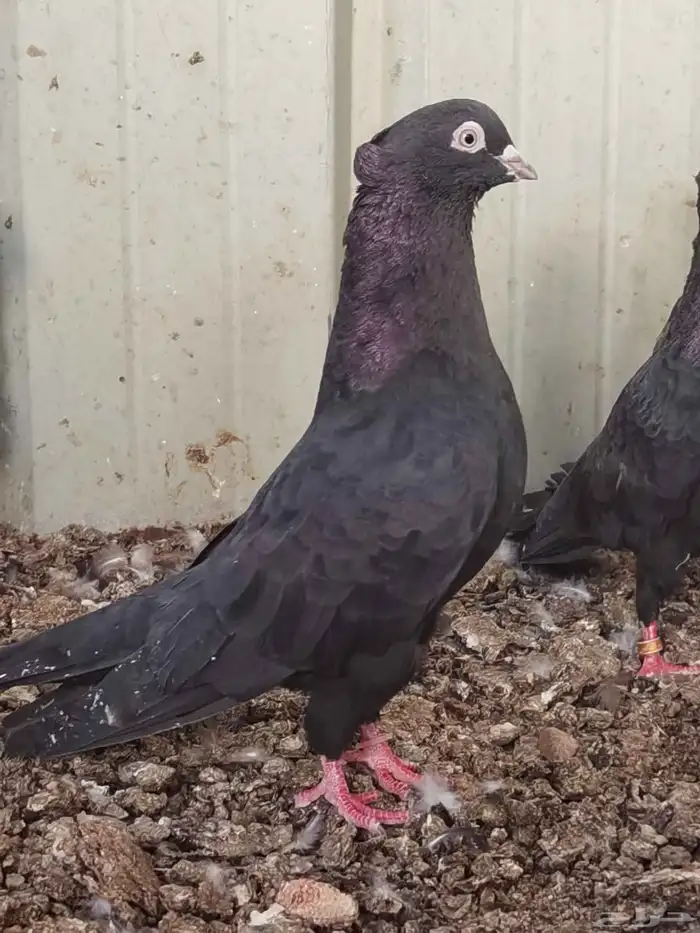 أراني أبو شهر 0