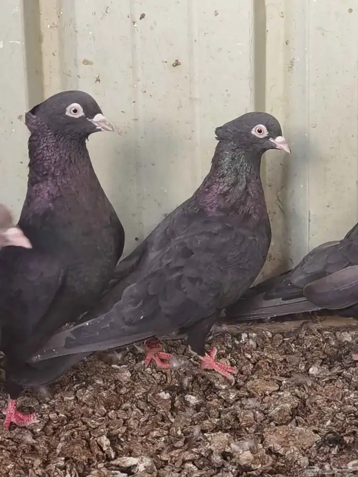 أراني أبو شهر 1