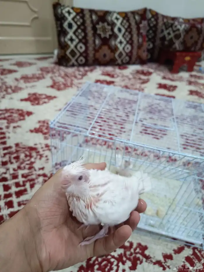 نهاية غر أليف بداية طيران هدد 11
