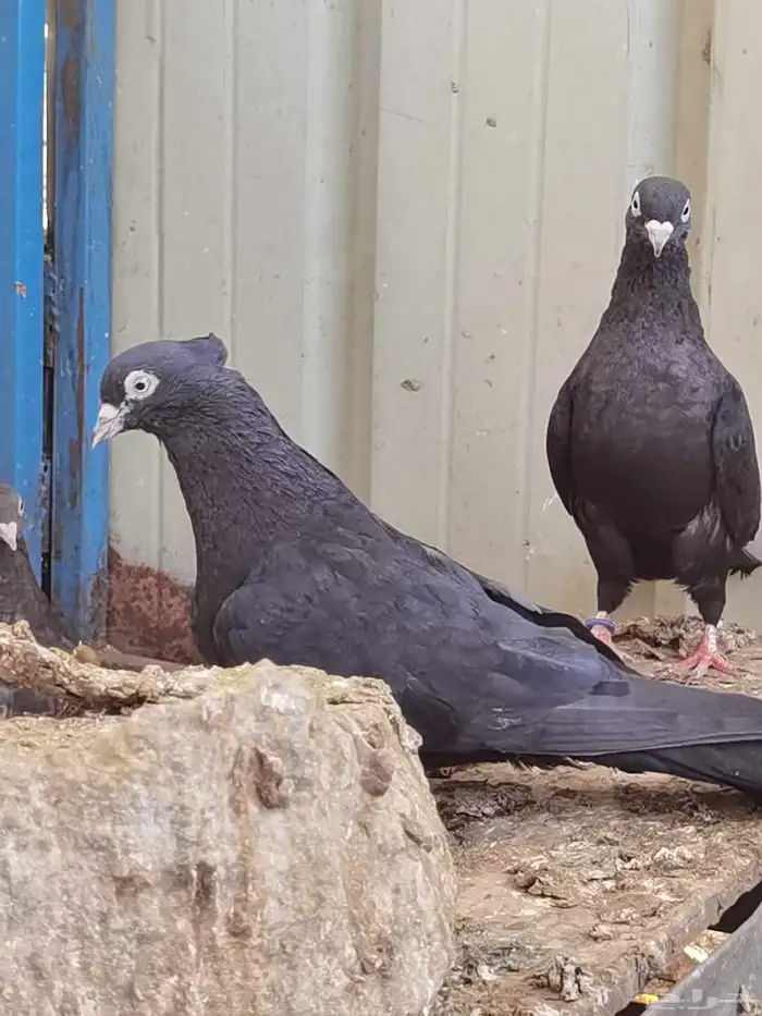 أراني أبو شهر 2