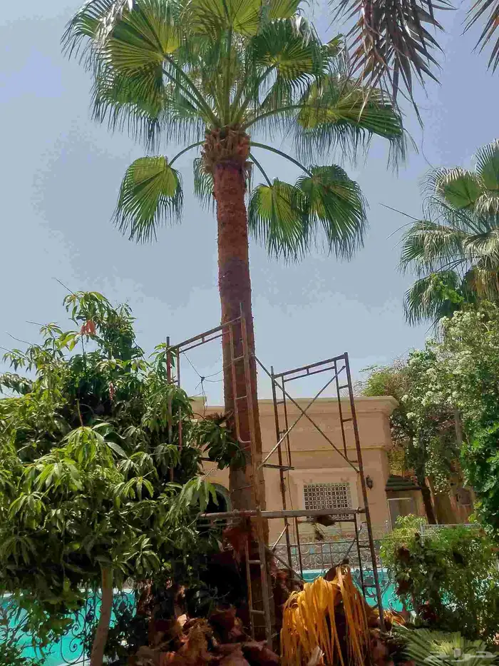 تكريب نخيل وواشنطونيا وتجهيز احواض زراعية وقطع اشجار 0